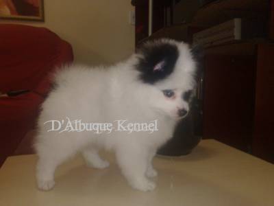 Spitz Alemo Pomernia macho part branco e preto