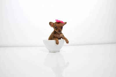 Pinscher Miniatura