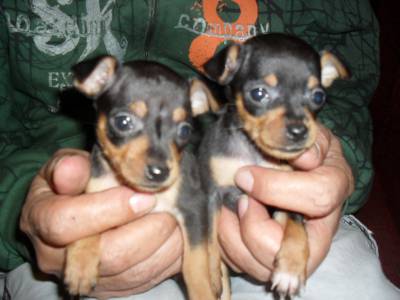 FILHOTE PINSCHER ZERO