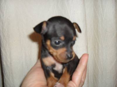 FILHOTE PINSCHER ZERO