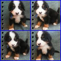 bernese