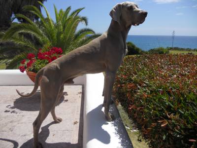 Macho Weimaraner cruzar