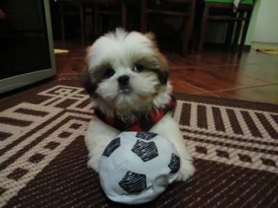 CANIL DE SHIH-TZU PORTE MINI