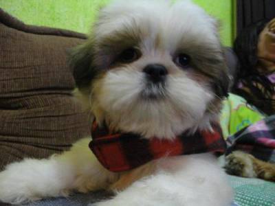 machinhos de shihtzu pentrega