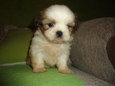 SHIH-TZU MINS MACHOS PENTREGA