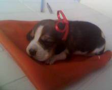 Beagle - lindos filhotes em promoao