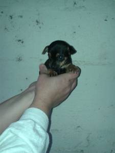 FILHOTE PINSCHER MINIATURA