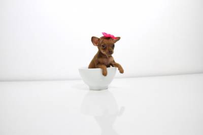 Raridade Pinscher Femea