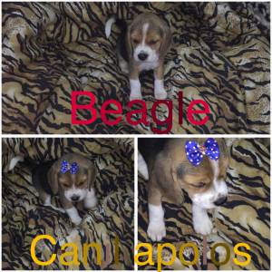 beagle 