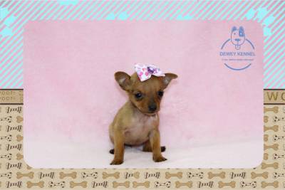 PINSCHER MINIATURA