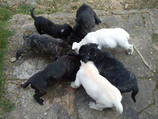 CANE CORSO AMIGO GUARDIO