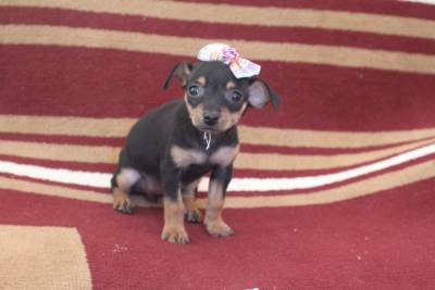 PINSCHER MINIATURA