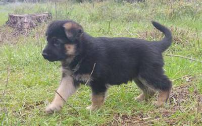 Pastor Alem�o de Topo 