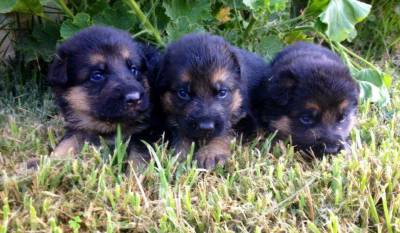 Pastor Alem�o de Topo 