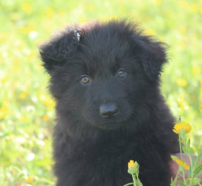 Pastor Alem�o de Topo 