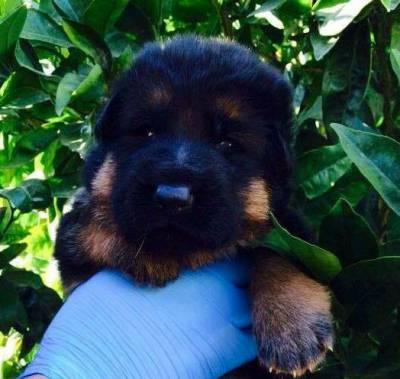 Pastor Alem�o de Topo 