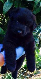 Pastor Alem�o de Topo 