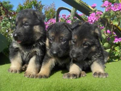 Pastor Alem�o de Topo 