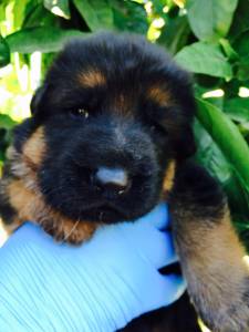 Pastor Alem�o Elevada Qualidade 