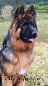 Pastor Alem�o Elevada Qualidade 