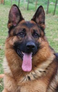 Pastor Alem�o Elevada Qualidade 