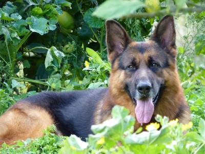 Pastor Alem�o Elevada Qualidade 