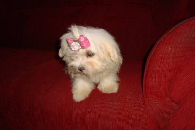 coton de tulear o cozinho da ilha de madagascar