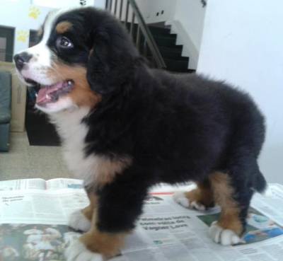 Bernese
