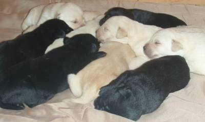 Lindos Labradores Retriever com LOP