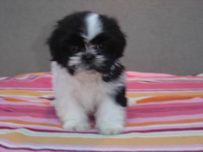 lindos filhotes SHIHTZU pandinhas pentrega