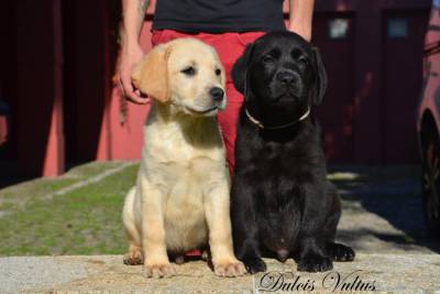 Labradores com LOP e AFIXO