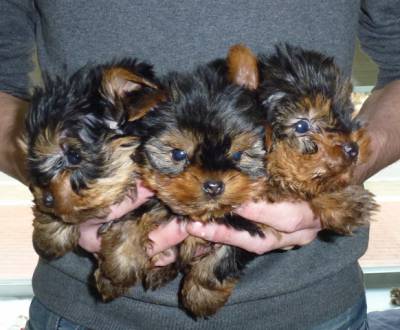 Yorkshier Terrier