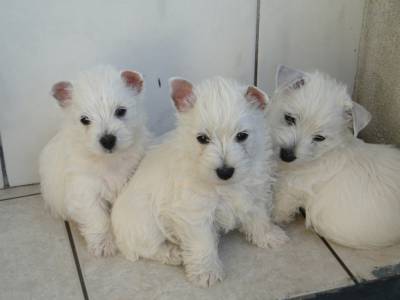 Filhotes de westie lindssimos