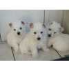West Highland White Terrier Filhotes de westie lindíssimos