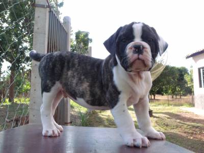 Bulldog Campeiro Bulldog Campeiro
