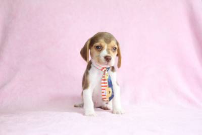 Beagle Bicolor e Tricolor