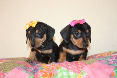 Dachshund Miniatura Varias Cores