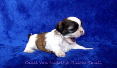 Shih-tzu macho minusculo