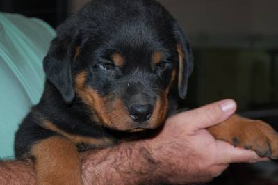 ROTTWEILER CANIL VON VERSPRECHEN