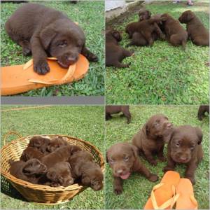 FILHOTES LABRADOR CHOCOLATE