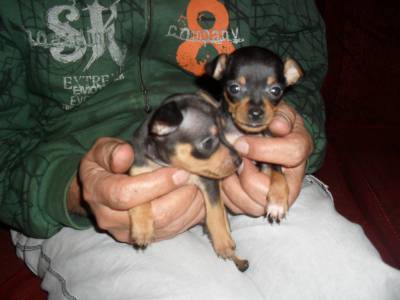 FILHOTINHOS PINSCHER ZERO