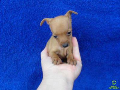 FILHOTINHOS PINSCHER MINIATURA