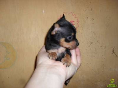 FILHOTINHOS PINSCHER MINIATURA