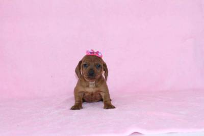 BASSET MINIATURA RARIDADE