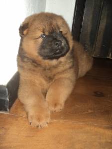 Filhotes de Chow-chow