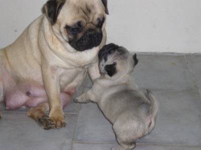 pug carlin dogs place because we care ninhada pug carlin pug carlin dogs place because we care ninhada pug carlin