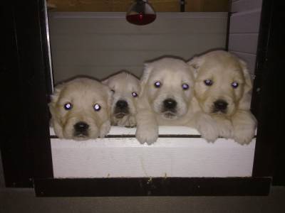 Ninhada de Golden Retriever