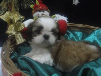 CANIL ESPECIALIZADO NA RAA SHIH-TZU