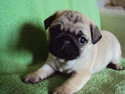 pug femea abricot com pedigree da cbkc na regio d