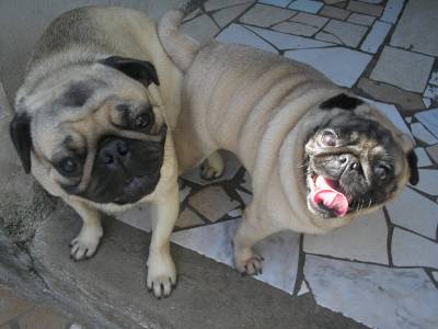 LINDOS PUGS